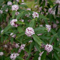 Arbustes fleuris - Daphne Perfum Princess White - Daphne odora Perfum Princess White