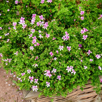 Géranium odorant - Bakker
