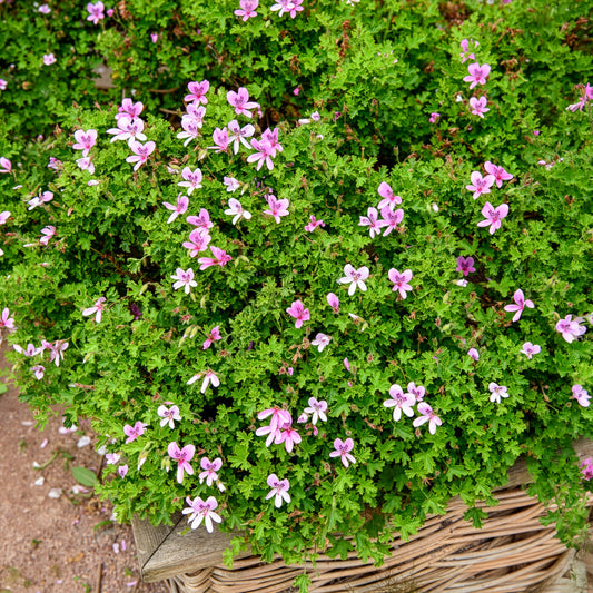 Géranium odorant - Bakker