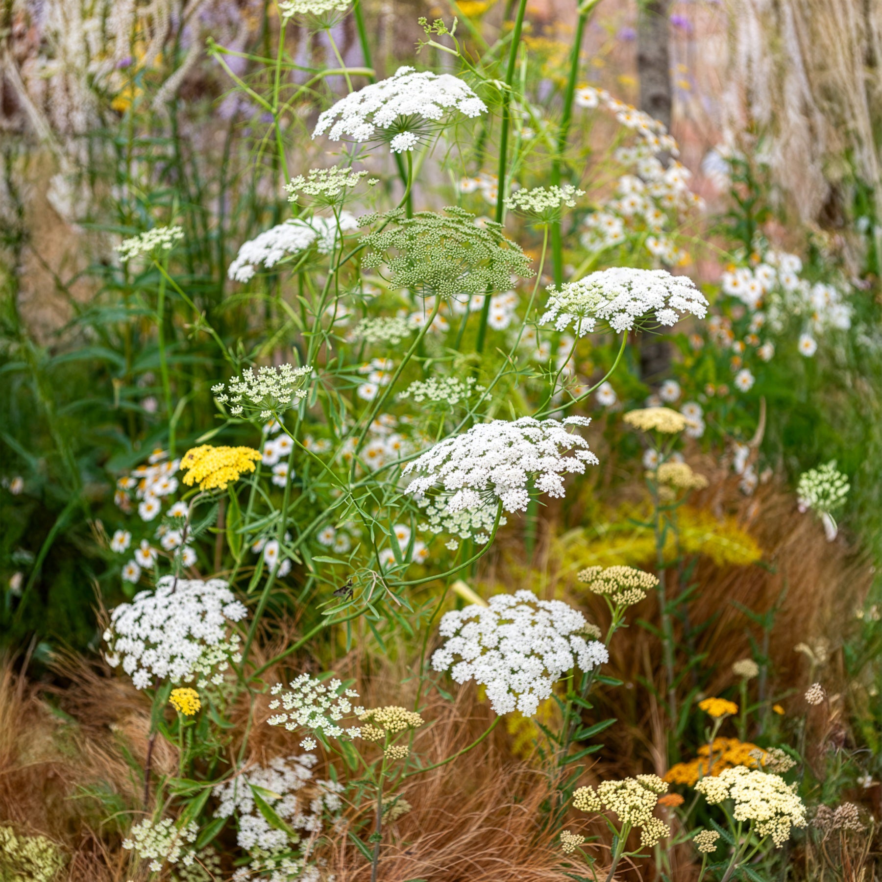 Ammi élevé - Ammi majus - Bakker