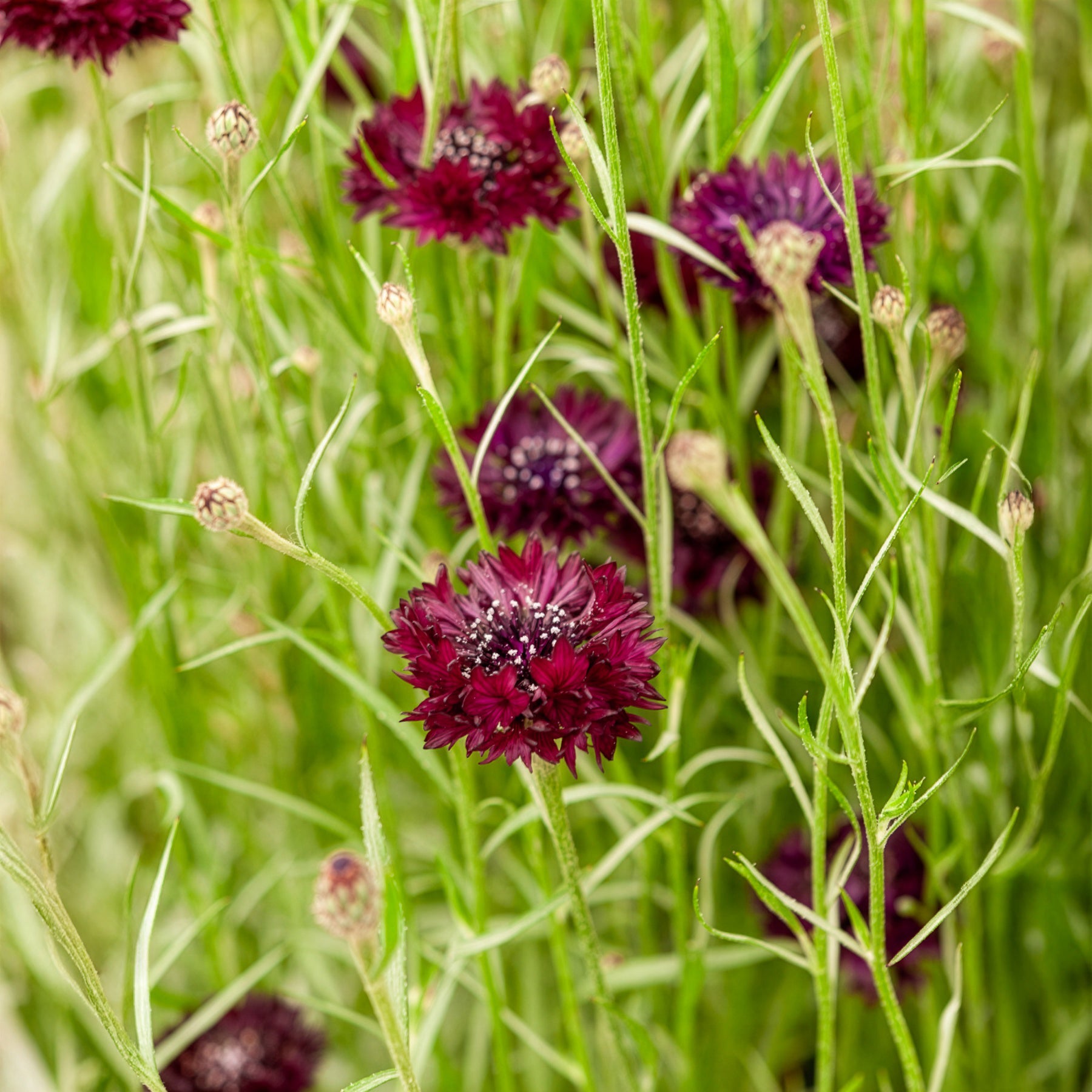 Centaurée Black Ball - Centaurea cyanus Black Ball - Bakker