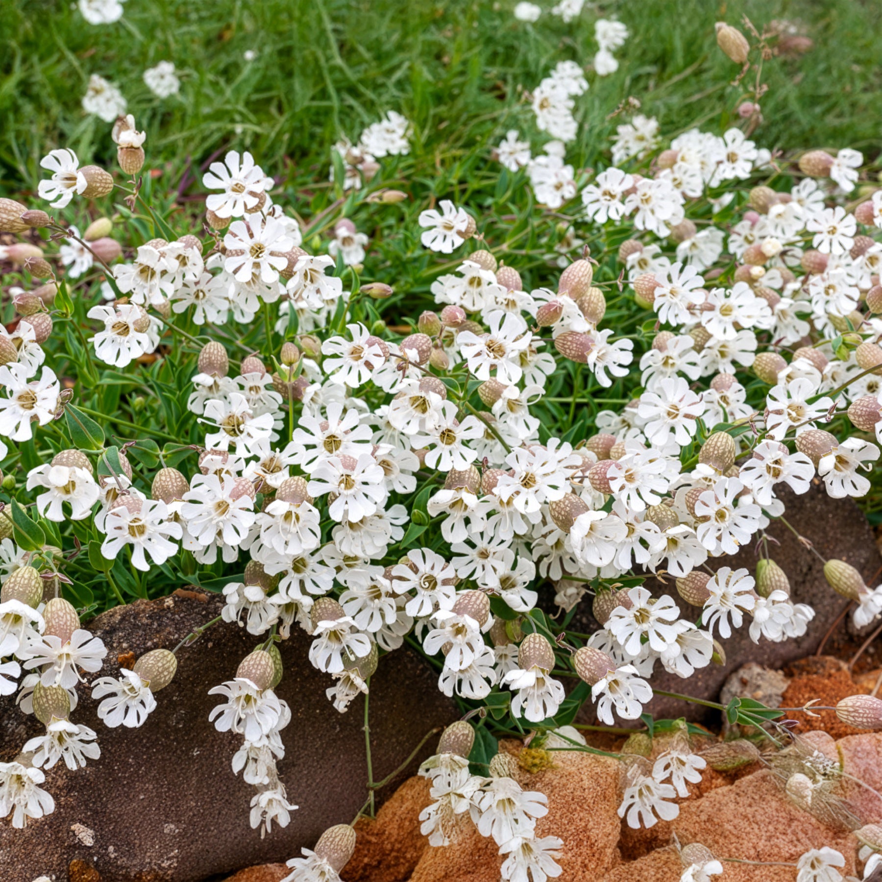 Silene enflé - Silene vulgaris - Bakker