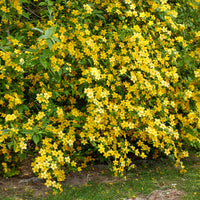Arbustes fleuris - Corête du Japon Golden Guinea - Kerria japonica Golden Guinea