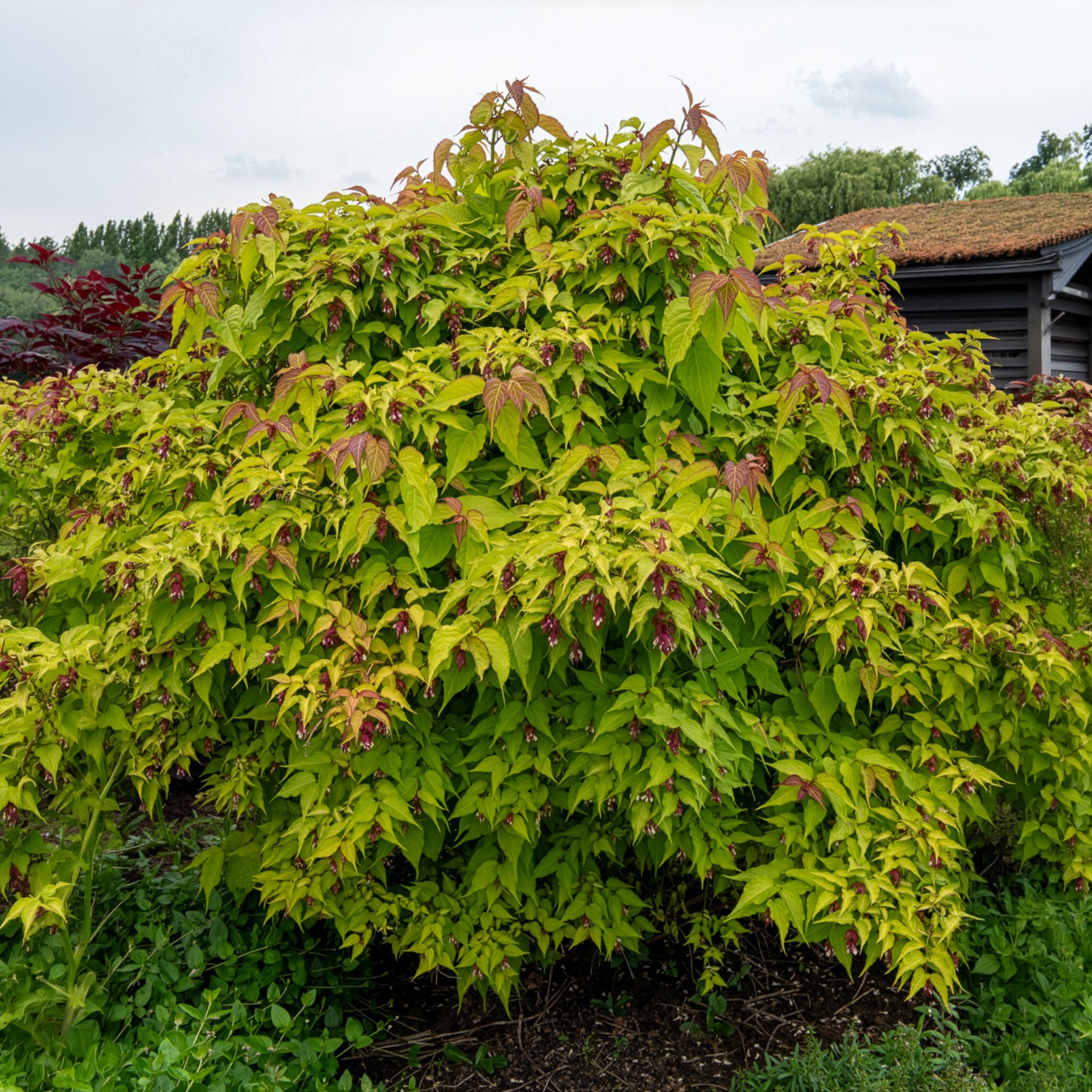 Arbre aux faisans Golden Lanterns - Bakker