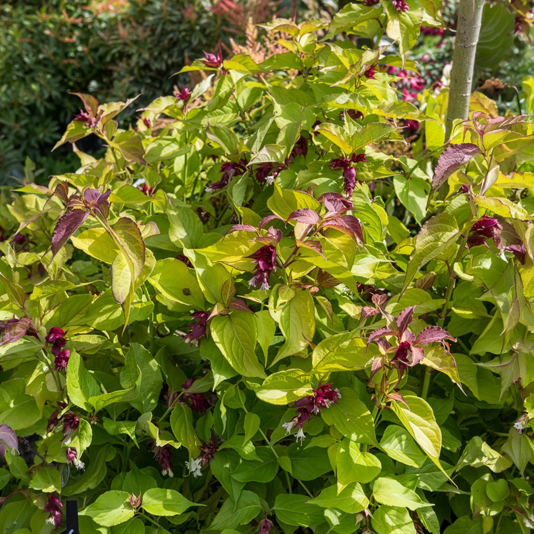 Arbre aux faisans Golden Lanterns - Leycesteria formosa Golden Lanterns - Bakker
