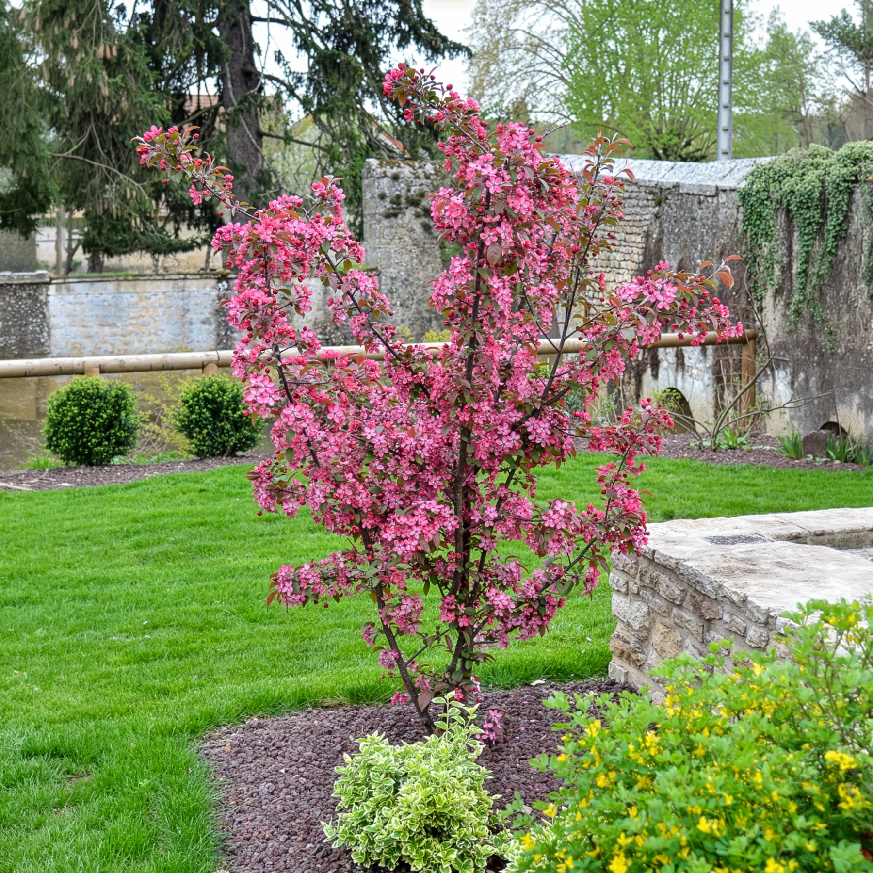 Pommier d’ornement Coccinella - Malus Coccinella - Bakker