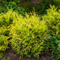 Bambou sacré Magical Lemon Lime - Nandina domestica Magical Lemon Lime Tc - Bakker