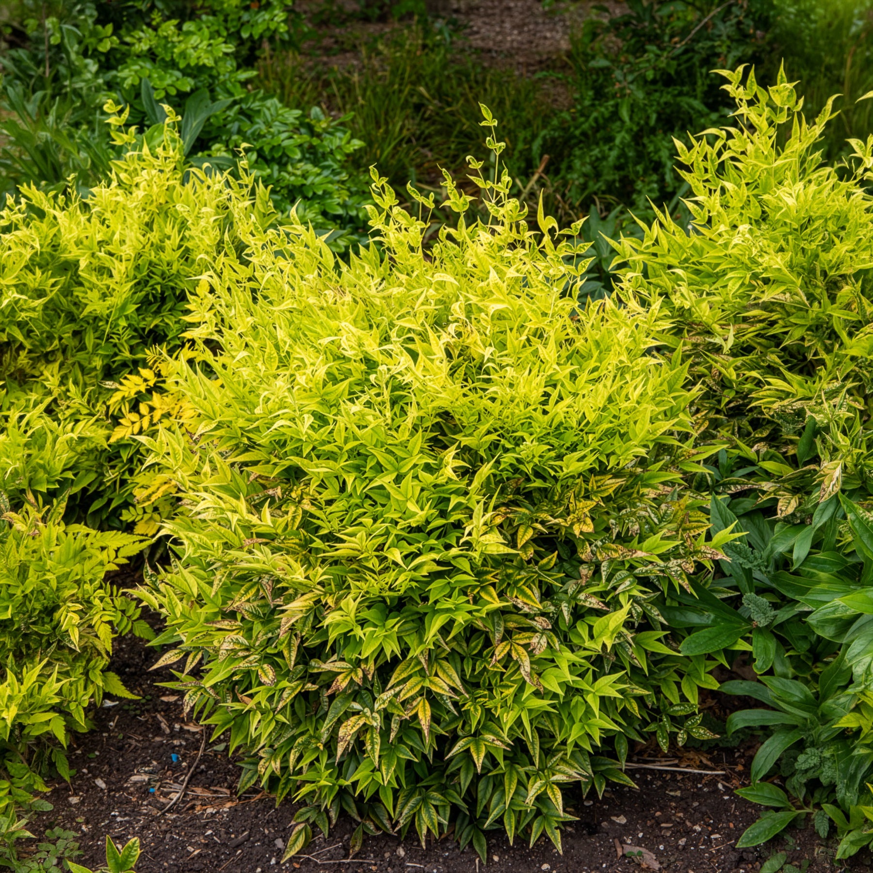 Bambou sacré Magical Lemon Lime - Nandina domestica Magical Lemon Lime Tc - Bakker