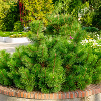 Pin de montagne nain Pumilio - Pinus mugo Pumilio - Bakker
