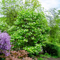 Rhodotypos - Rhodotypos scandens - Bakker