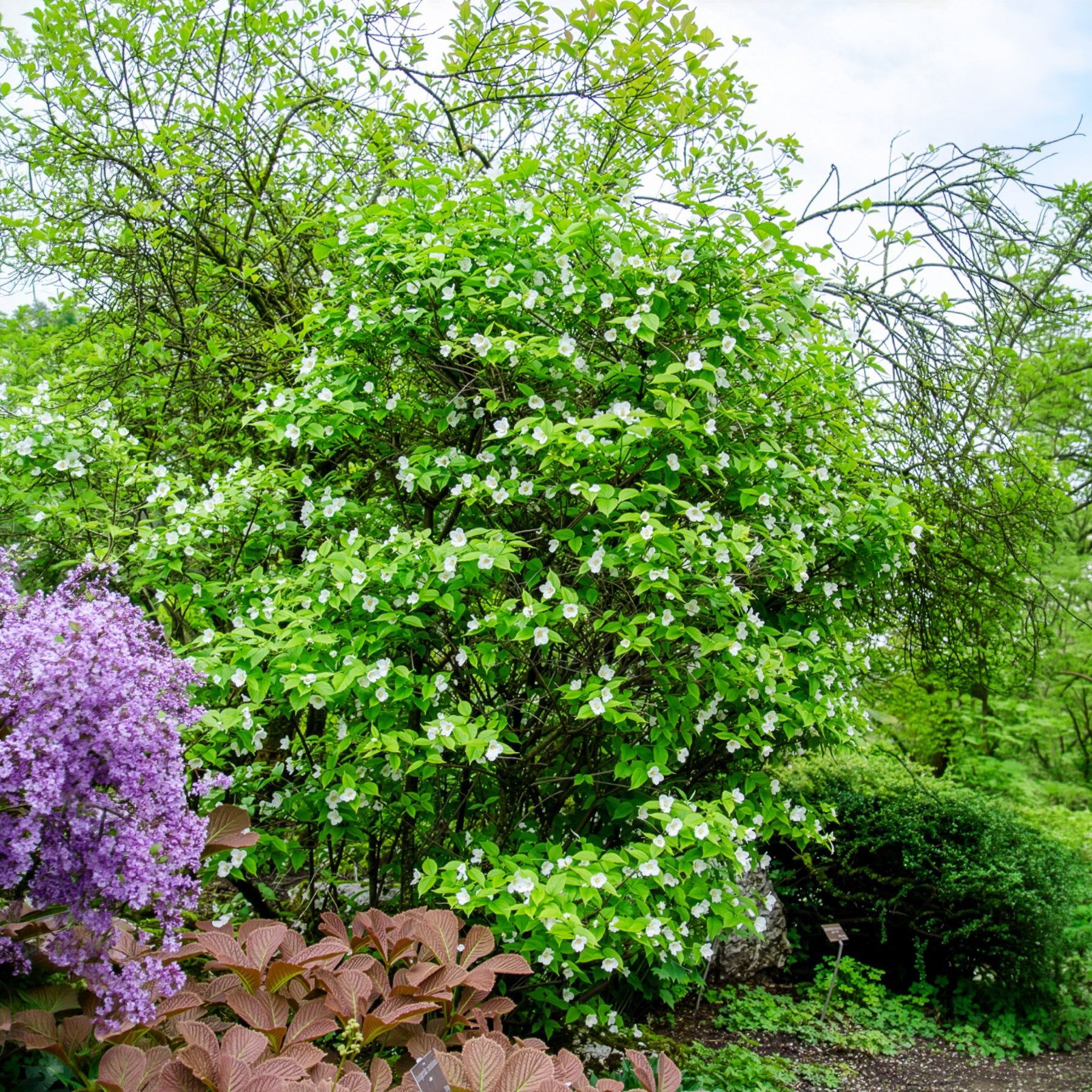 Rhodotypos - Rhodotypos scandens - Bakker