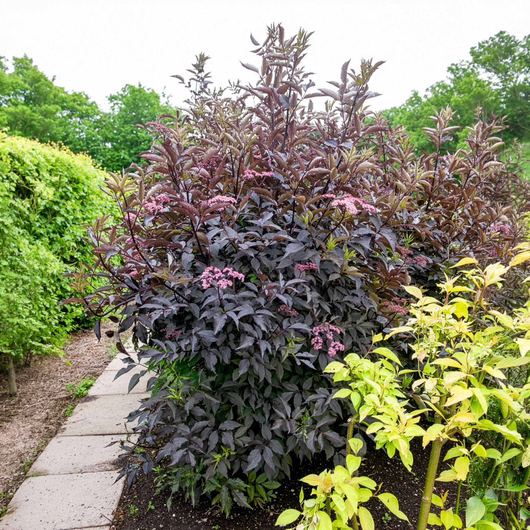 Sureau noir Black Beauty - Sambucus nigra Black Beauty - Bakker