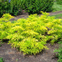 Sureau noir Golden Tower - Sambucus nigra Golden Tower - Bakker