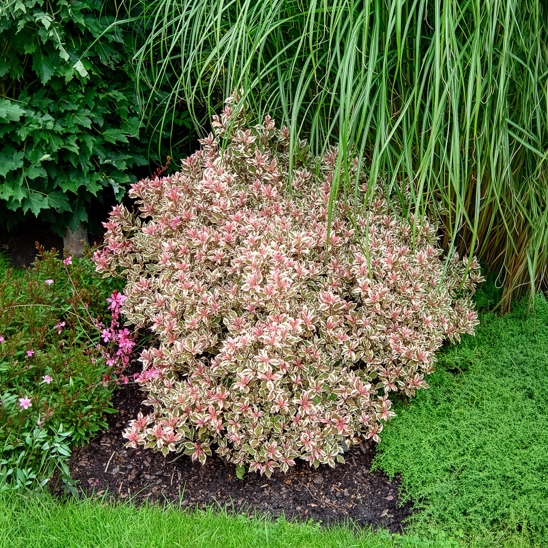 Weigela florida Monet - Weigélia Monet - Arbustes fleuris