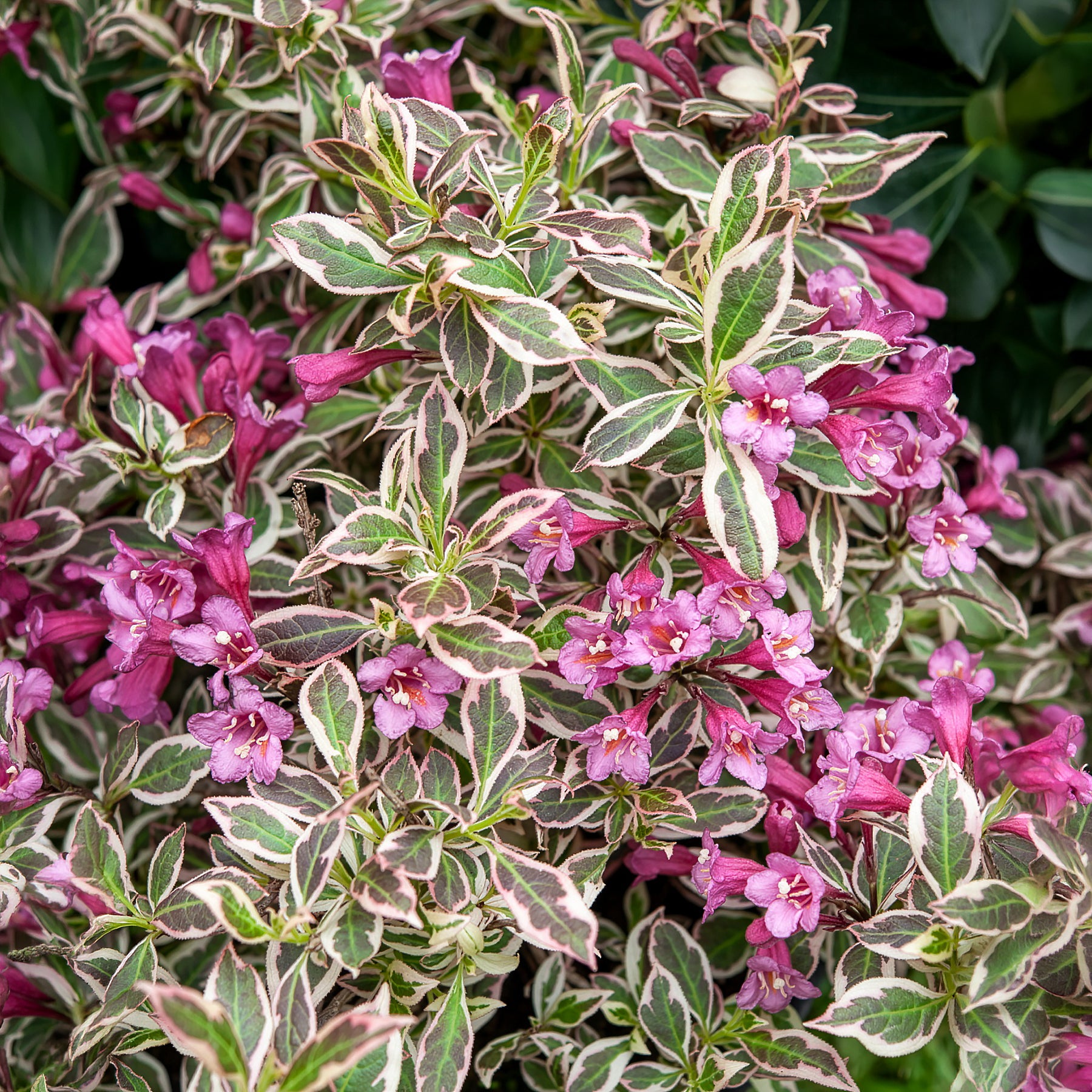 Weigélia Monet - Weigela florida Monet - Bakker