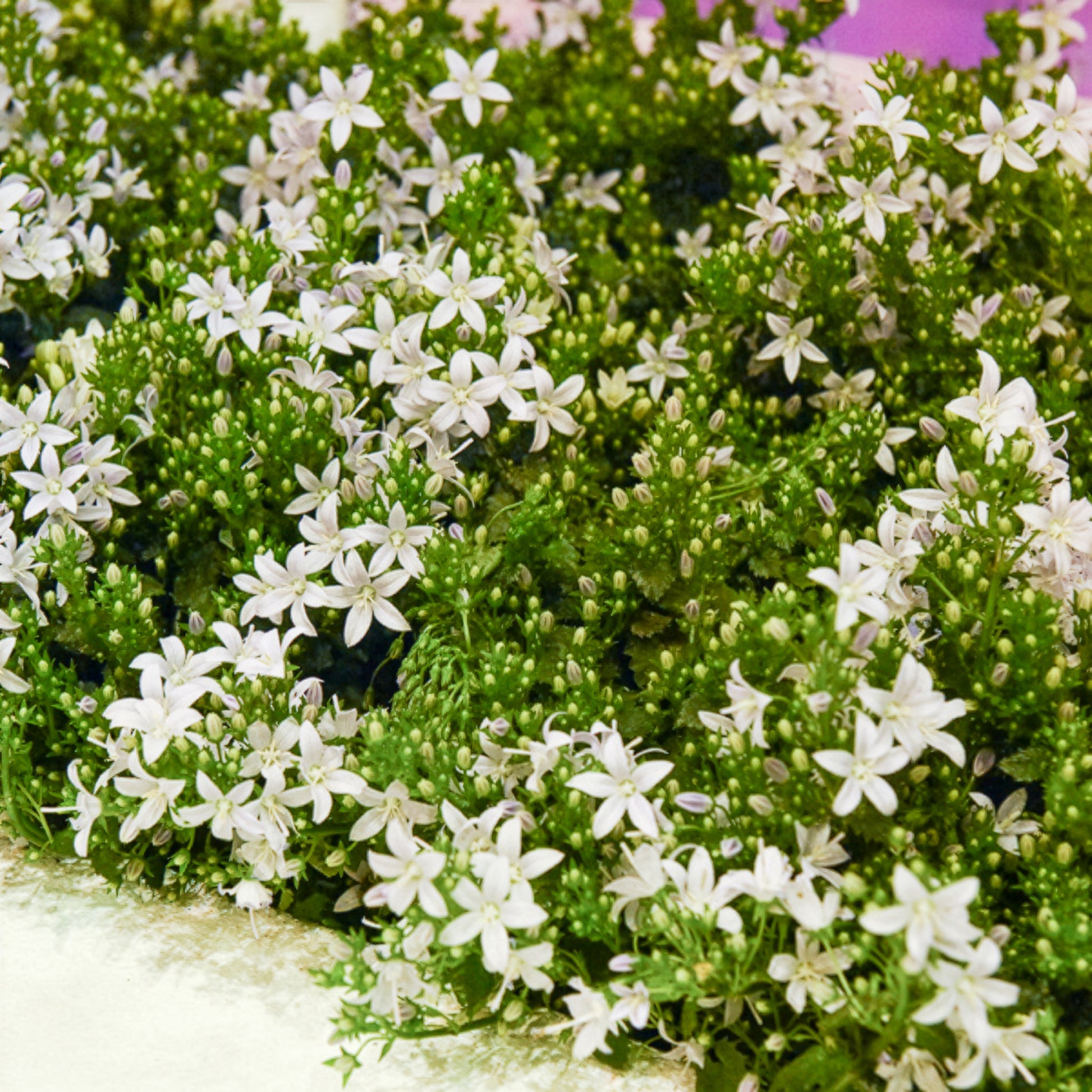 Campanule portens blanc - Campanula portenschlagiana - Bakker