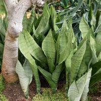 Sansevieria Moonshine