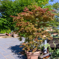Érable du Japon Deshojo - Acer palmatum Deshojo - Bakker