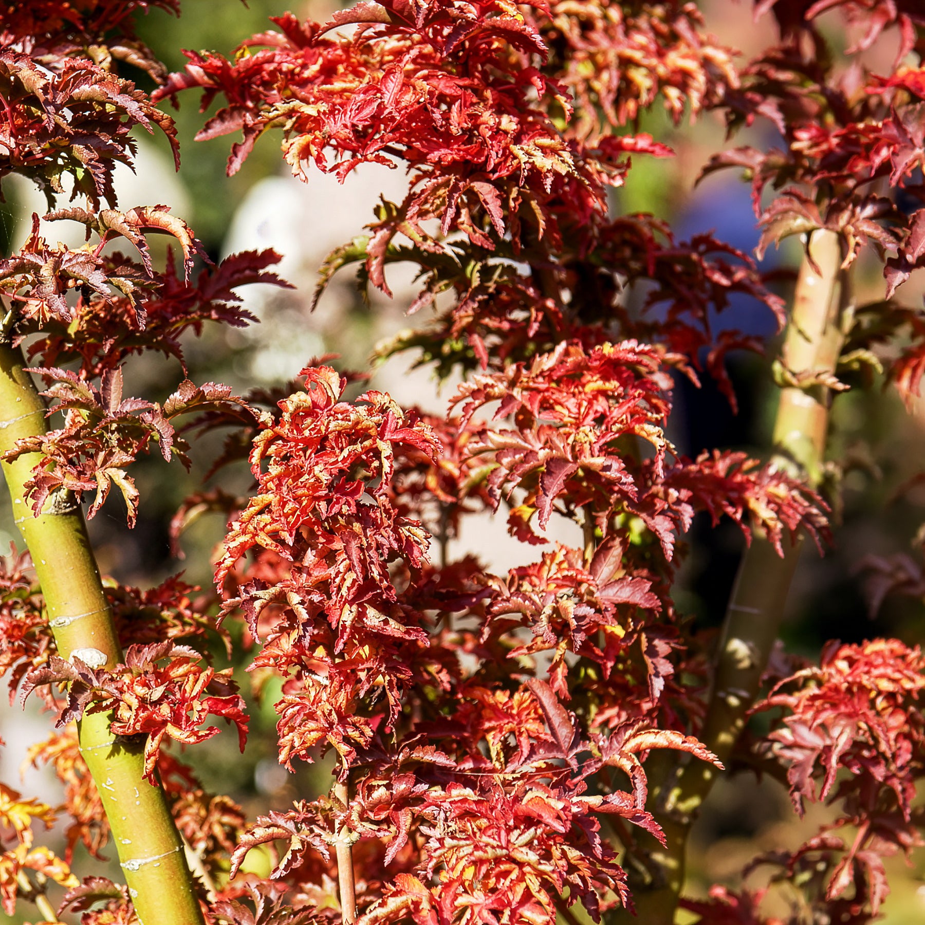 Vente Érable du Japon Shishigashira - Acer palmatum Shishigashira