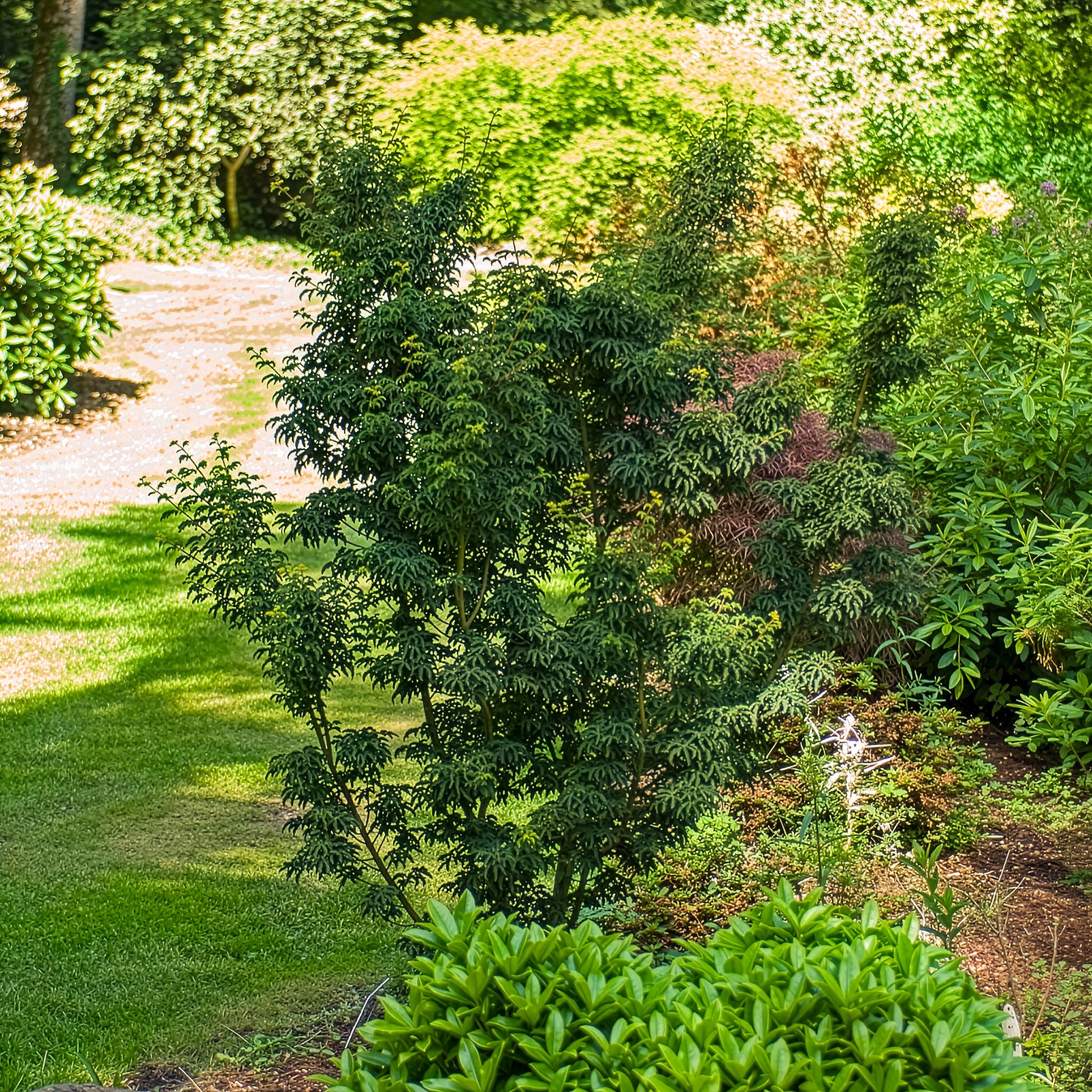 Érable du Japon - Érable du Japon Shishigashira - Acer palmatum Shishigashira