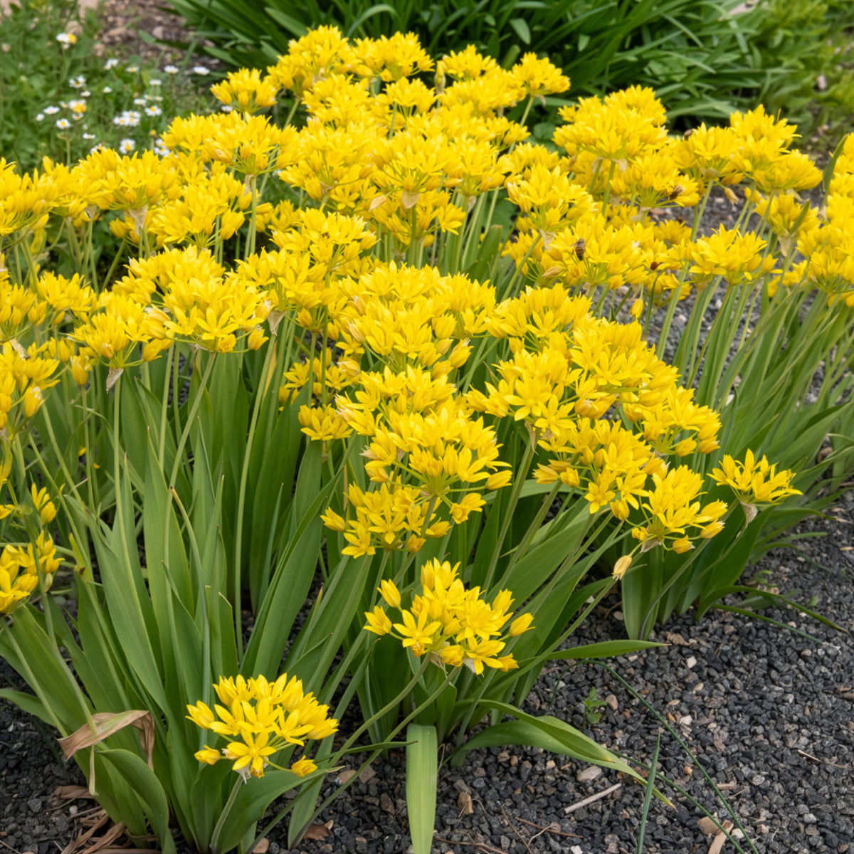 Allium doré - Allium moly - Bakker