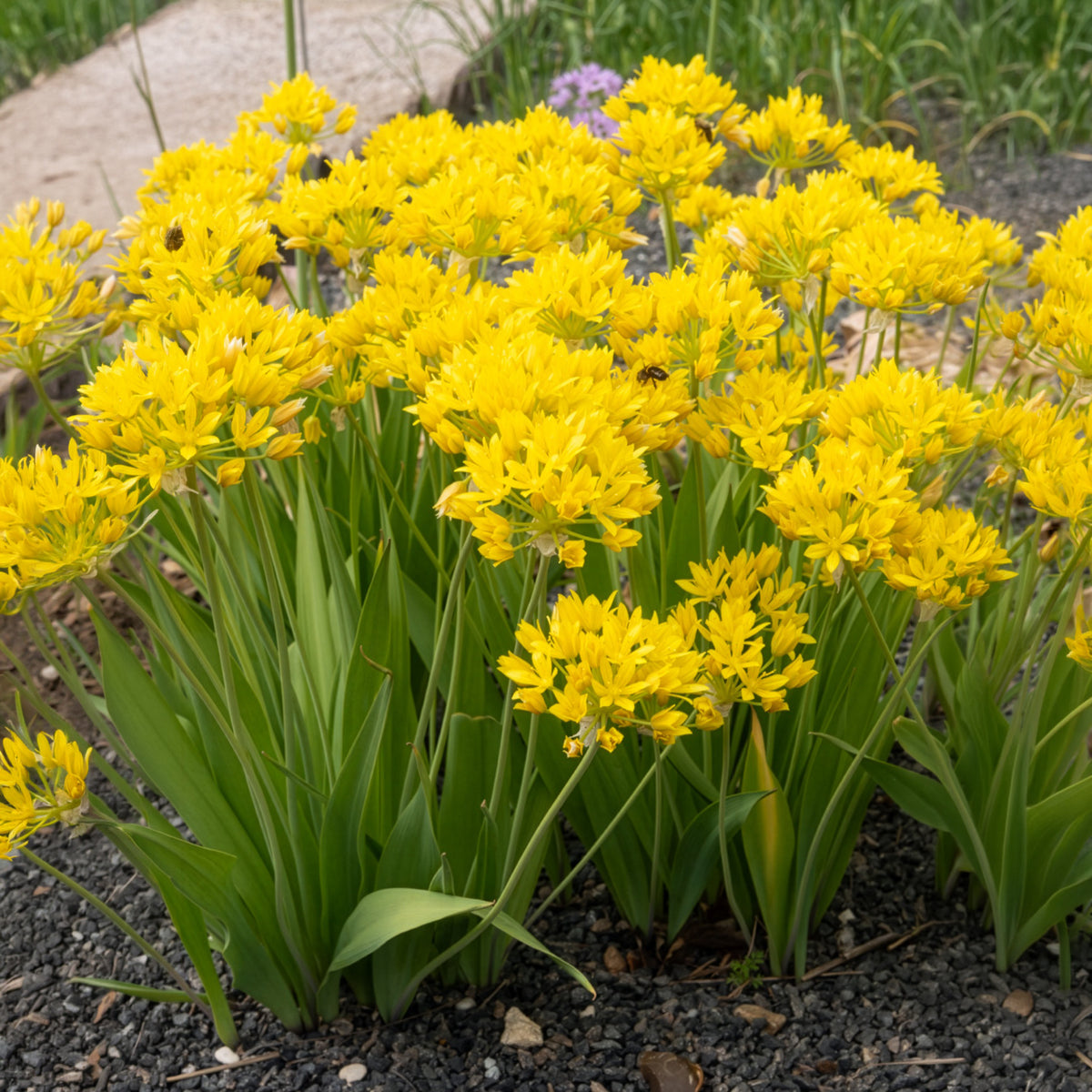 Allium doré
