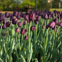 Bulbes de Tulipe - Tulipe Queen of Night - Tulipa Queen of Night