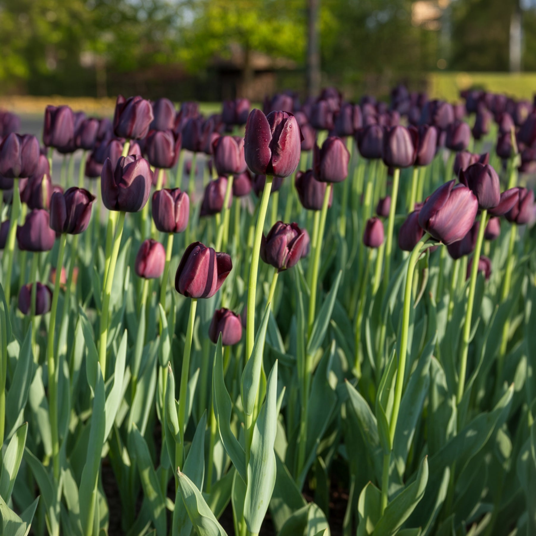 Bulbes de Tulipe - Tulipe Queen of Night - Tulipa Queen of Night