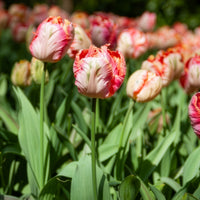 Tulipe Apricot Parrot - Tulipa Apricot Parrot - Bakker