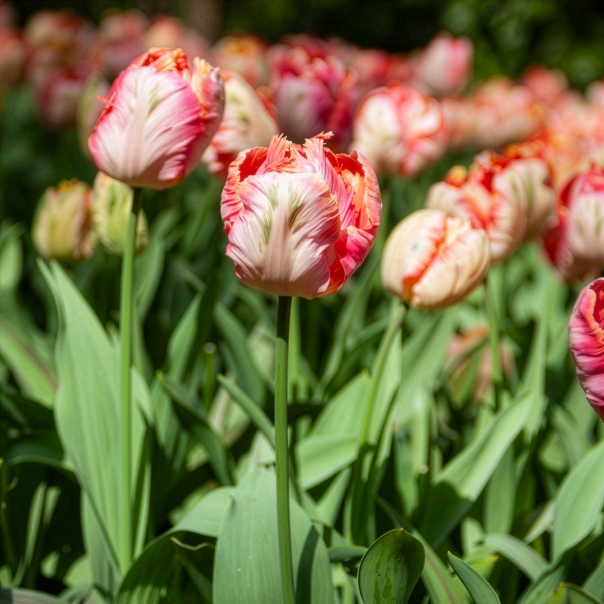 Tulipe Apricot Parrot - Tulipa Apricot Parrot - Bakker