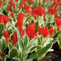 Tulipe Unicum - Tulipa praestans Unicum - Bakker