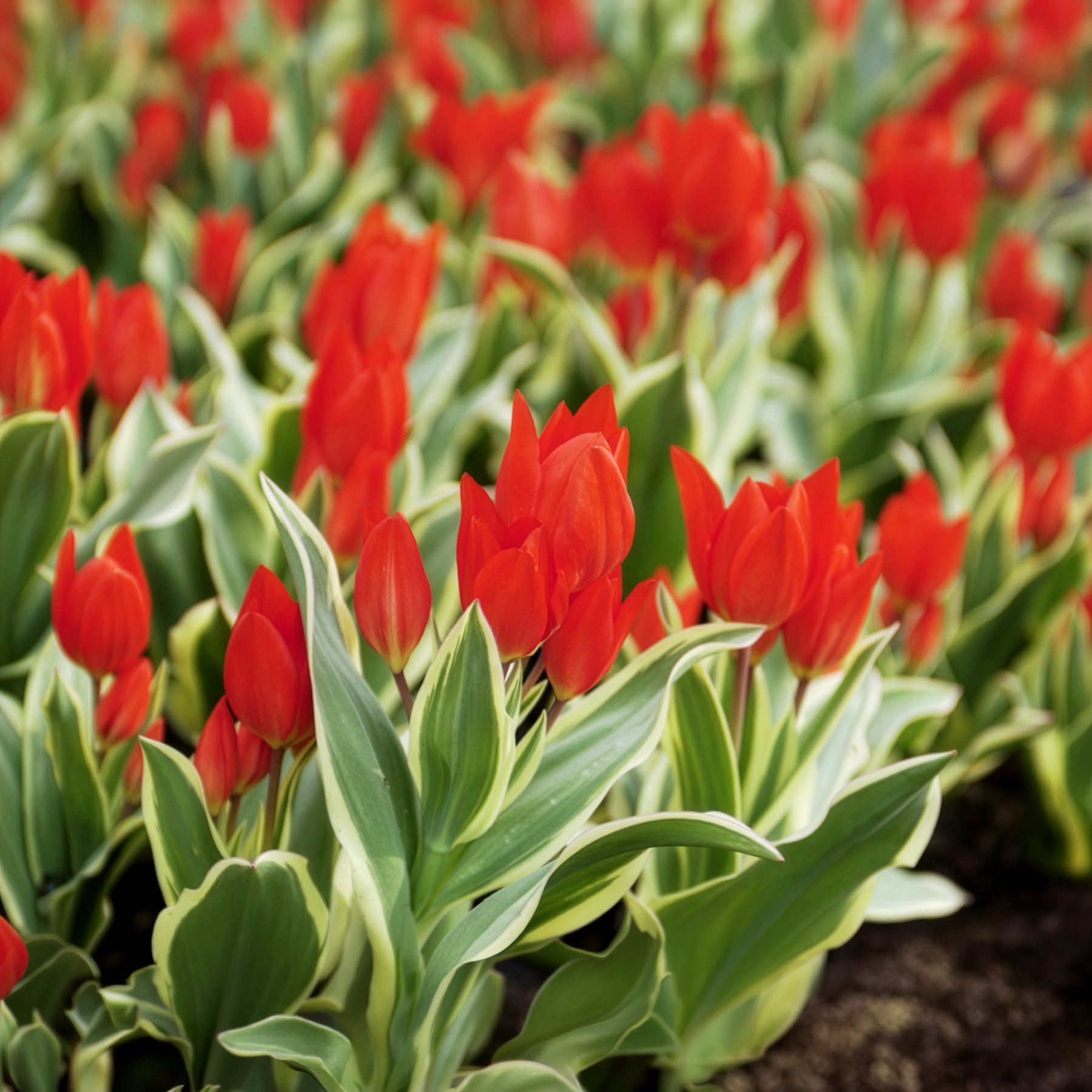 Tulipe Unicum - Tulipa praestans Unicum - Bakker