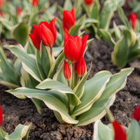 Tulipe Unicum - Bakker