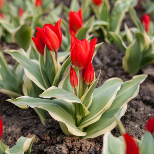Tulipe Unicum - Bakker