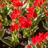 Bulbes de Tulipe - Tulipe Unicum - Tulipa praestans Unicum