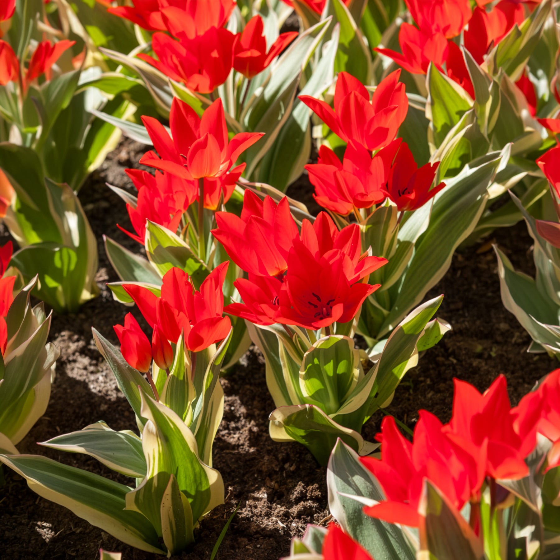 Bulbes de Tulipe - Tulipe Unicum - Tulipa praestans Unicum