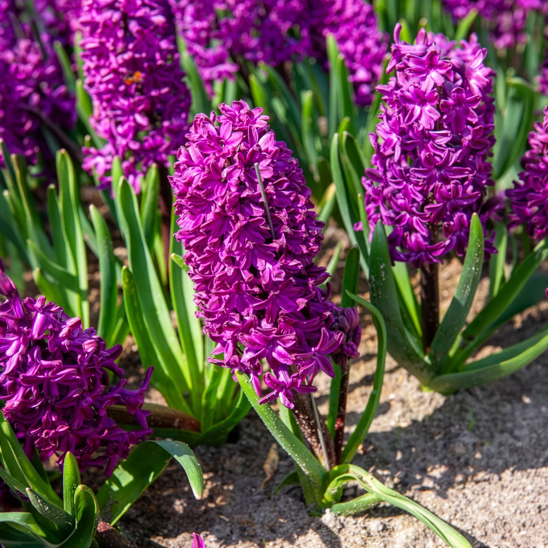 50 bulbes mellifères mauves et blancs  - Crocus Flower Record, Muscari ameniacum, Iris Purple Hill, Hyacinth Woodstock, Scilla siberica alba - Bakker