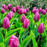 Bulbes de printemps pour massif arc-en-ciel  - Narcissus, Tulipa Purple Priince, Van Eijk, Apeldoorn's Elite - Bakker