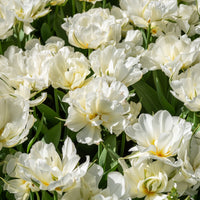 Narcissus Ice Follies, Pusckina alba, Tulipa Apeldoorn, Exotic Emperor, Seadov - Bulbes de printemps pour massif rouge et blanc  - Mélange de bulbes