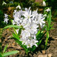 Vente Bulbes de printemps pour massif rouge et blanc  - Narcissus Ice Follies, Pusckina alba, Tulipa Apeldoorn, Exotic Emperor, Seadov