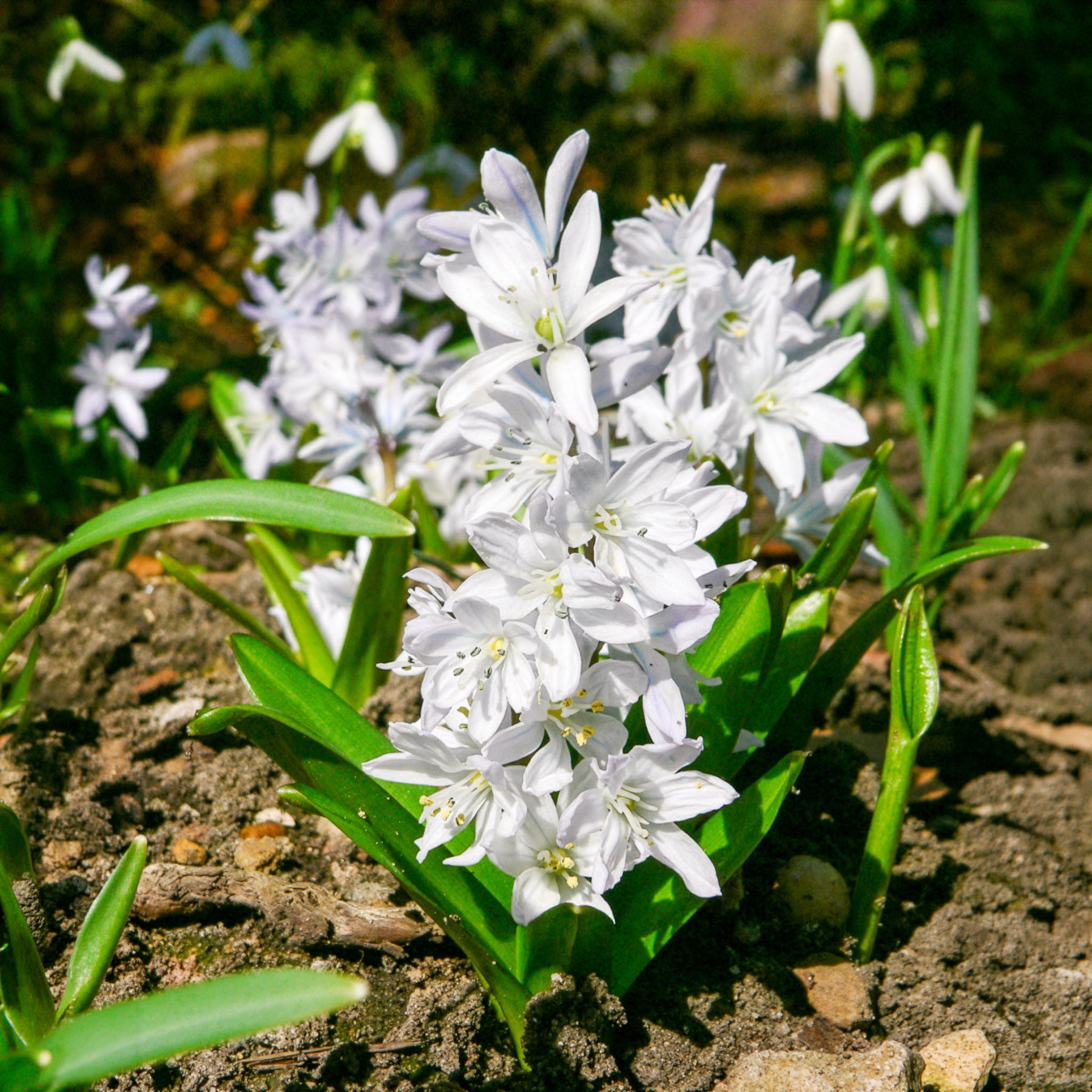 Vente Bulbes de printemps pour massif rouge et blanc  - Narcissus Ice Follies, Pusckina alba, Tulipa Apeldoorn, Exotic Emperor, Seadov