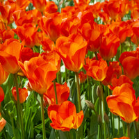 Bulbes de printemps pour massif jaune et orange  - Tulipa Orange Breeze, Blushing Apeldorn, Appeldorn's Elite, Narcissus Martinette - Bakker