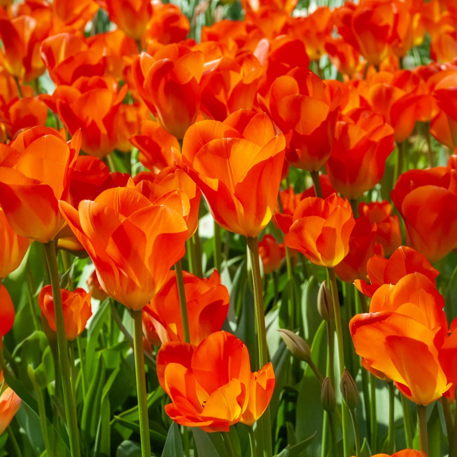 Bulbes de printemps pour massif jaune et orange  - Tulipa Orange Breeze, Blushing Apeldorn, Appeldorn's Elite, Narcissus Martinette - Bakker