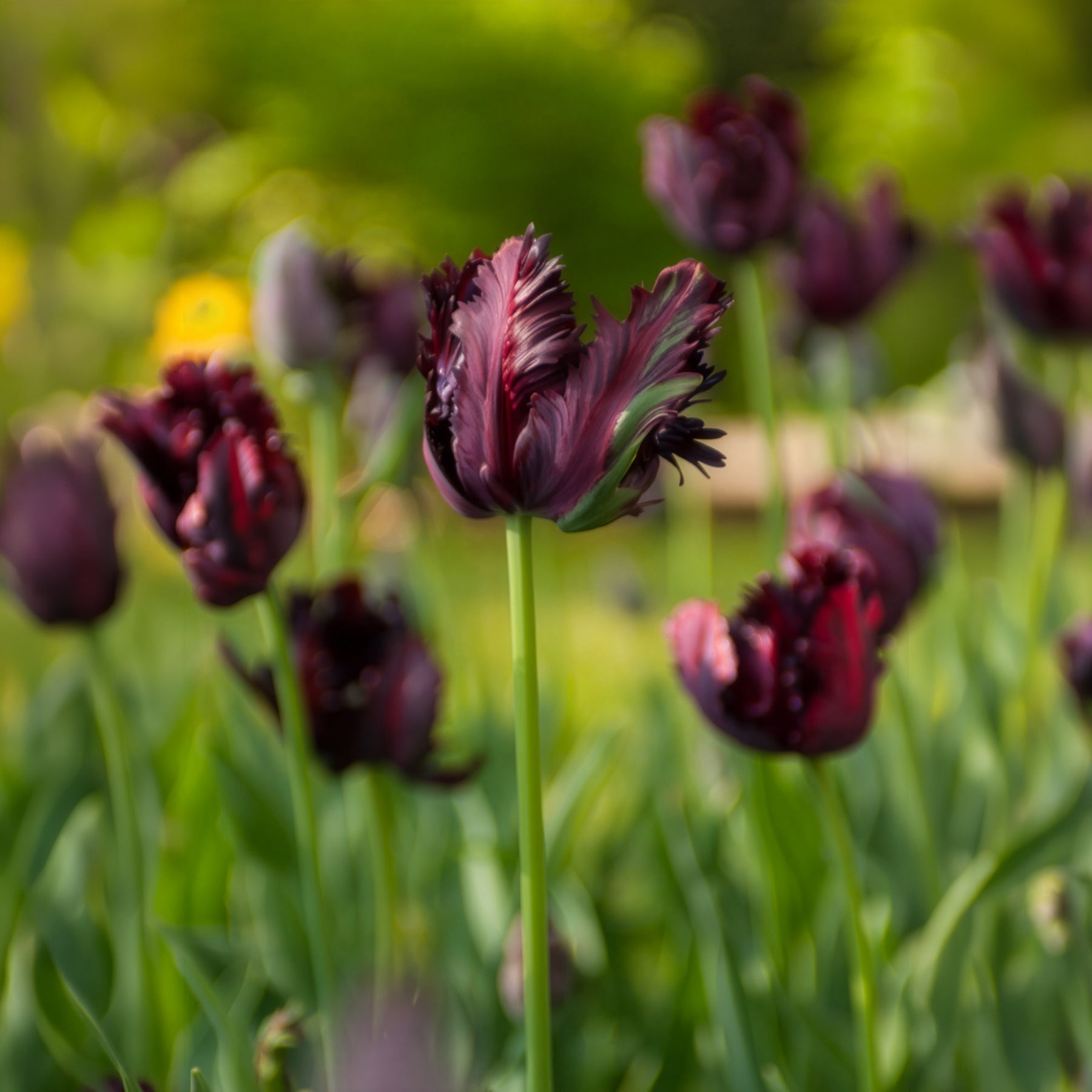 Tulipa Black Parrot - Tulipe Black Parrot - Bulbes de Tulipe