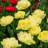 Bulbes de Tulipe - Tulipe double hâtive Avant-garde  - Tulipa Avant-garde