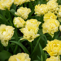 Tulipa Avant-garde - Tulipe double hâtive Avant-garde  - Bulbes de Tulipe