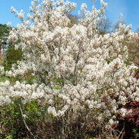Vente Amélanchier de Lamarck - Amelanchier lamarckii