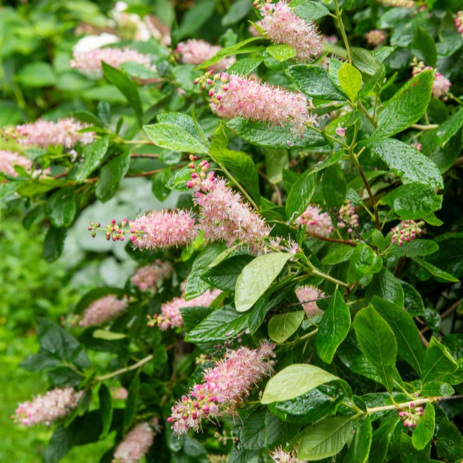 Clethra Flèche rose - Bakker.com | France