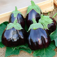 Aubergine Black Beauty - Solanum melongena black beauty - Bakker