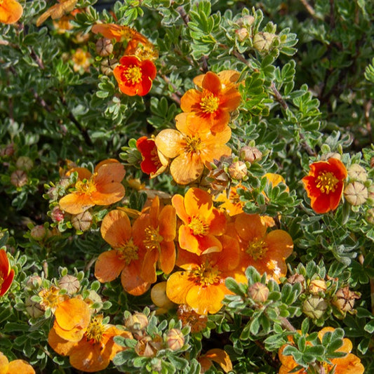 Potentille Hopley's Orange - Potentilla fruticosa hopley's orange - Arbustes